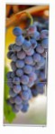Snaige RF36SM-S10021 36-17 Refrigerator freezer sa refrigerator pagsusuri bestseller