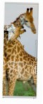 Snaige RF36SM-S10021 36-18 Kühlschrank kühlschrank mit gefrierfach Rezension Bestseller