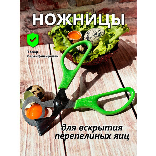 Ножницы для вскрытия перепелиных яиц IFedo (зеленые) для кухни фото