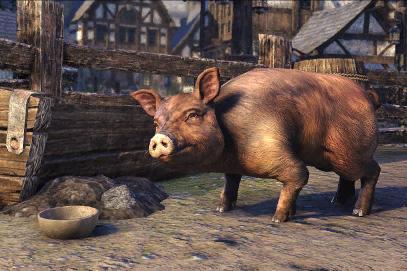 The Elder Scrolls Online - Bristlegut Piglet + 15 days of TESO Plus DLC Digital Download CD Key 13.56$