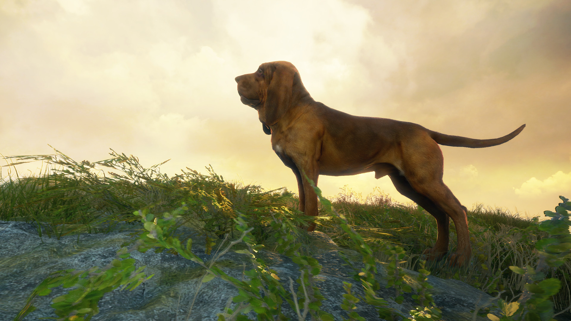 theHunter: Call of the Wild - Bloodhound DLC Steam Altergift 5.64$