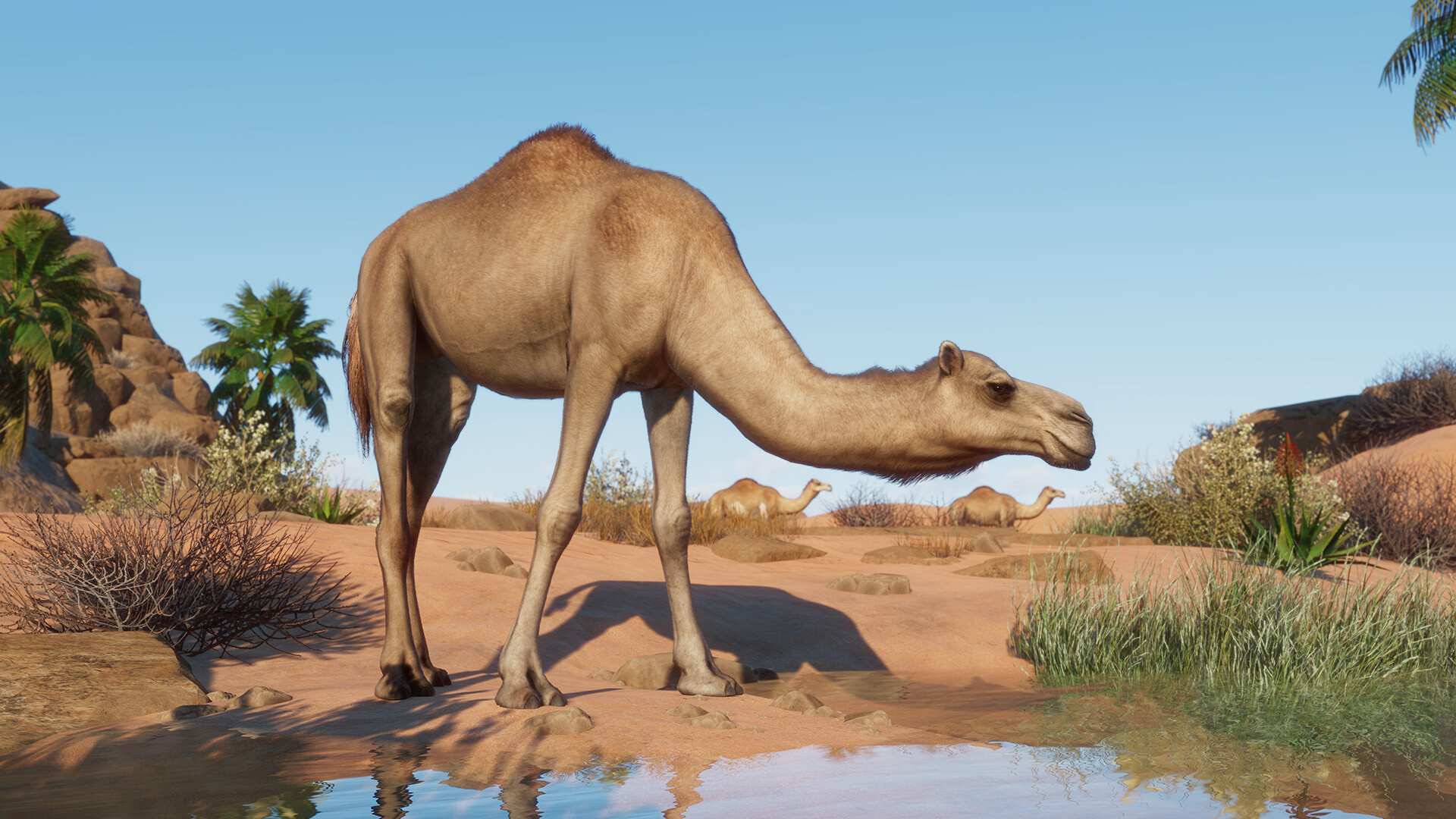 Planet Zoo - Arid Animal Pack DLC Steam CD Key 5.68$